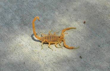 About the Arizona Bark Scorpion