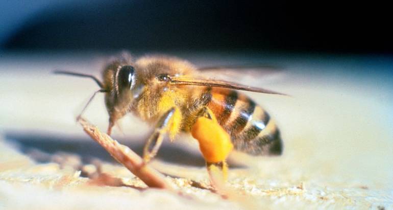 Africanized Bees in Arizona
