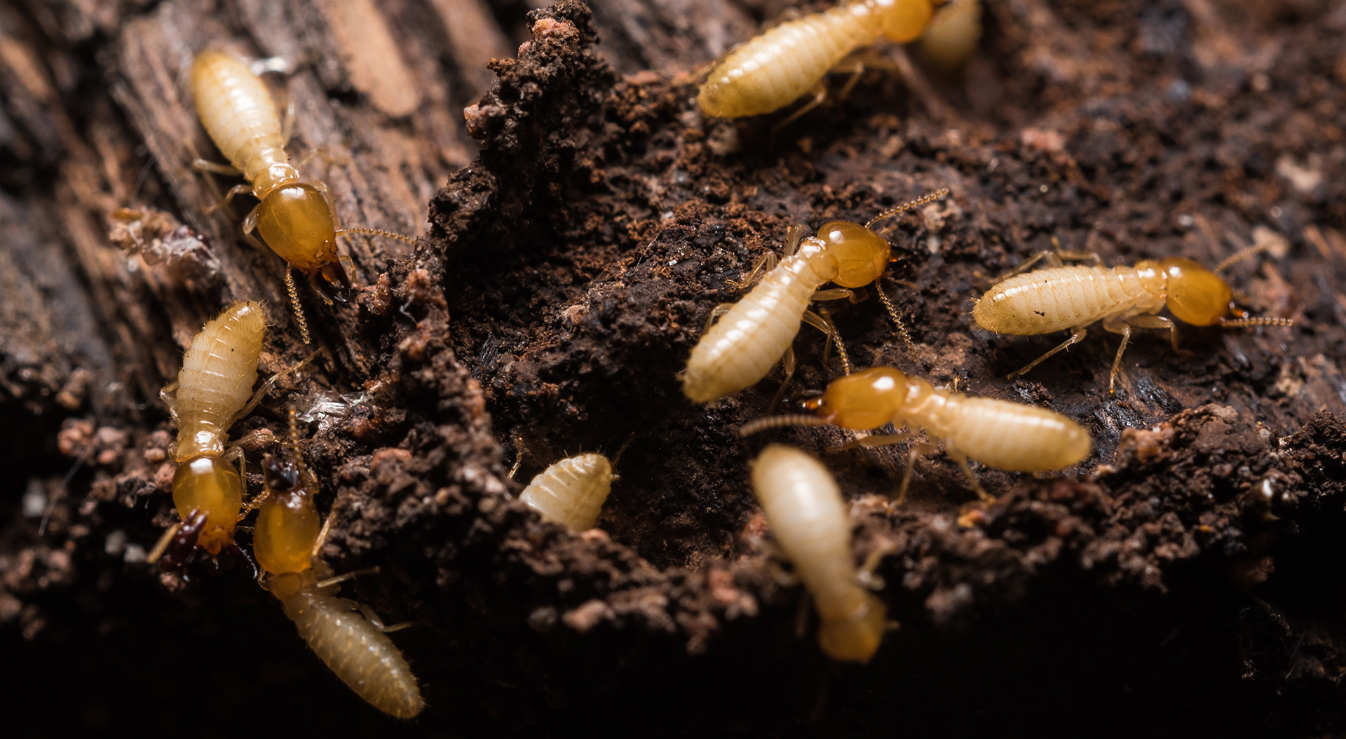 Termite Control Precise Pest Solutions